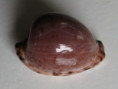 /products/cypraea-algoensis-2-gray-1825/